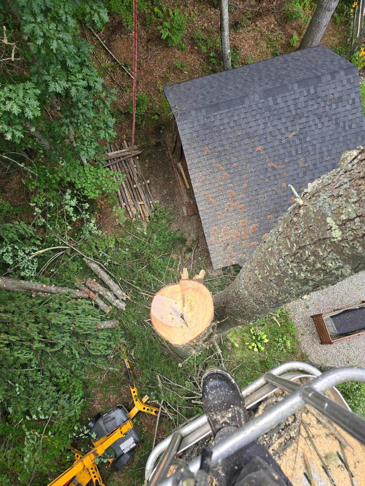 Tree service in action