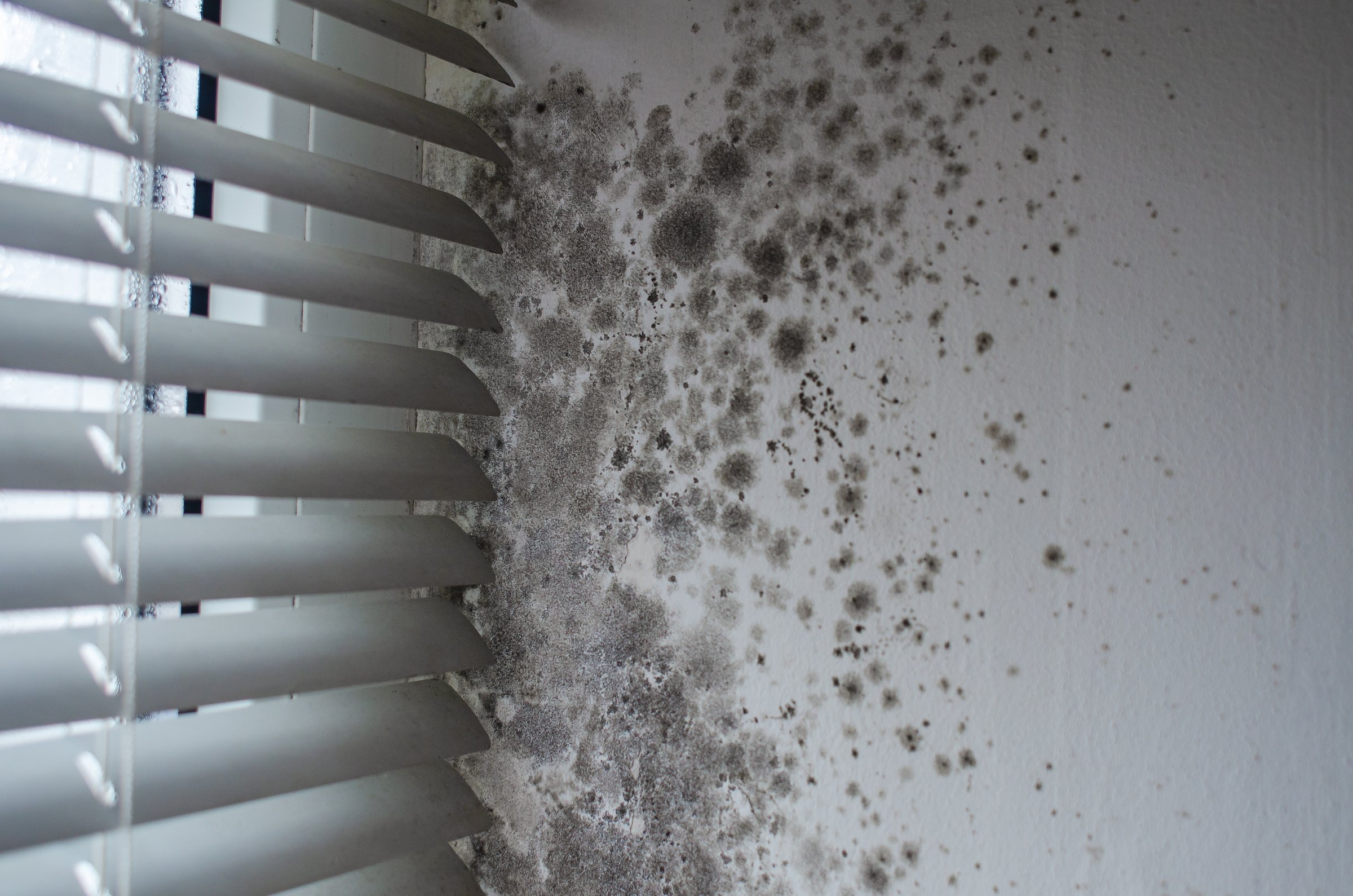 Dark mold growth on wet walls by damaged window blinds indoors
