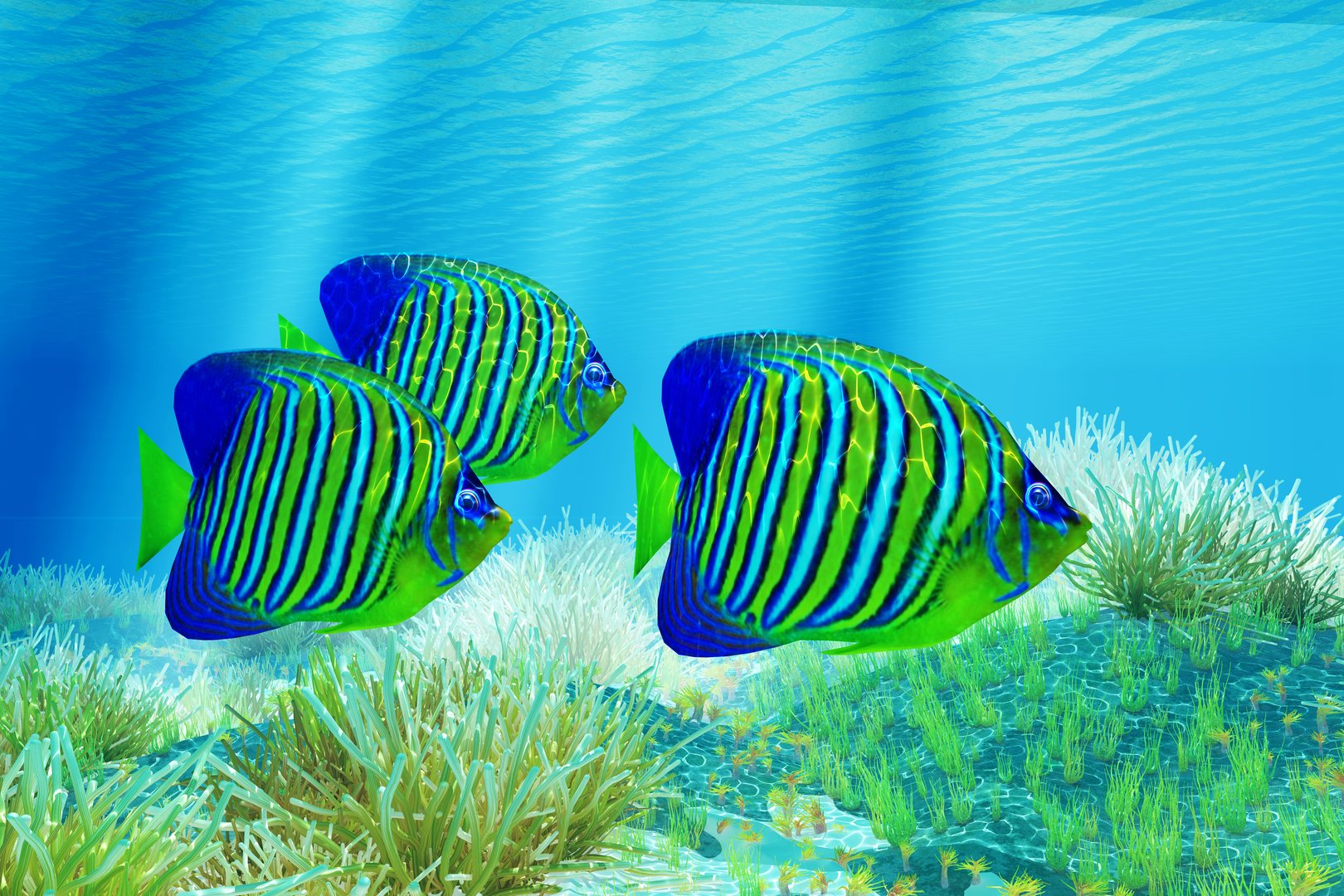 The Regal Angelfish is a saltwater species reef fish in tropical regions of Indo-Pacific oceans.