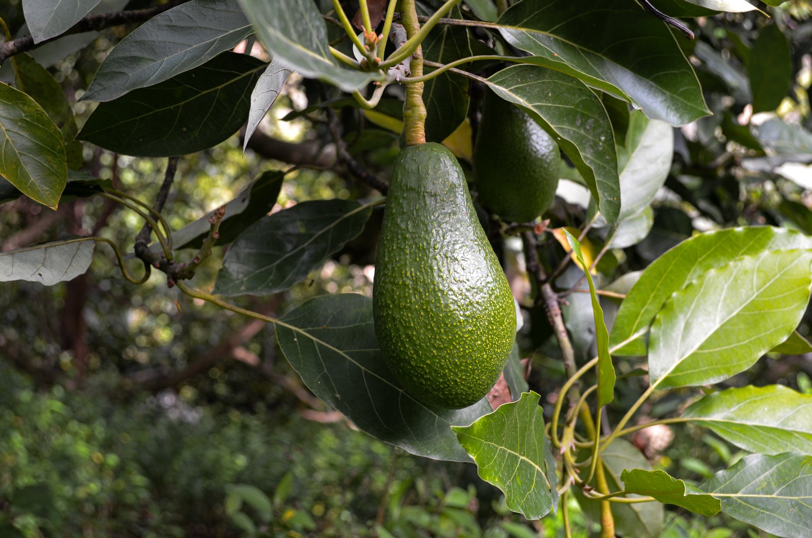 Green avocado of the 'fuerte' variety is hanging from its tree
