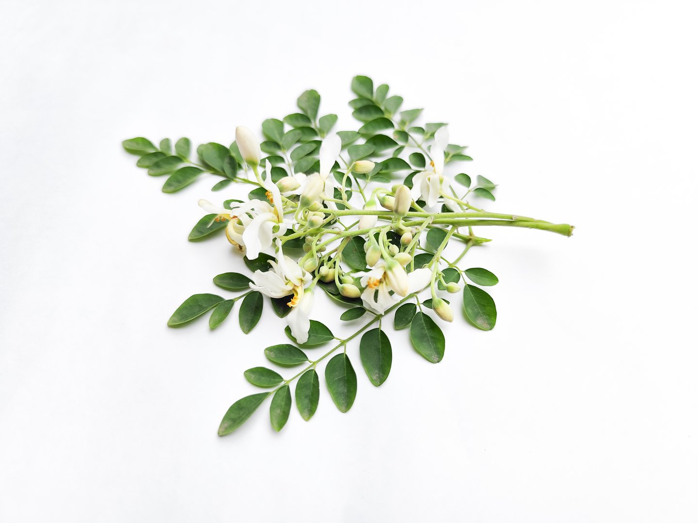 Moringa oleifera flower and green leaf isolated on white background, top view.