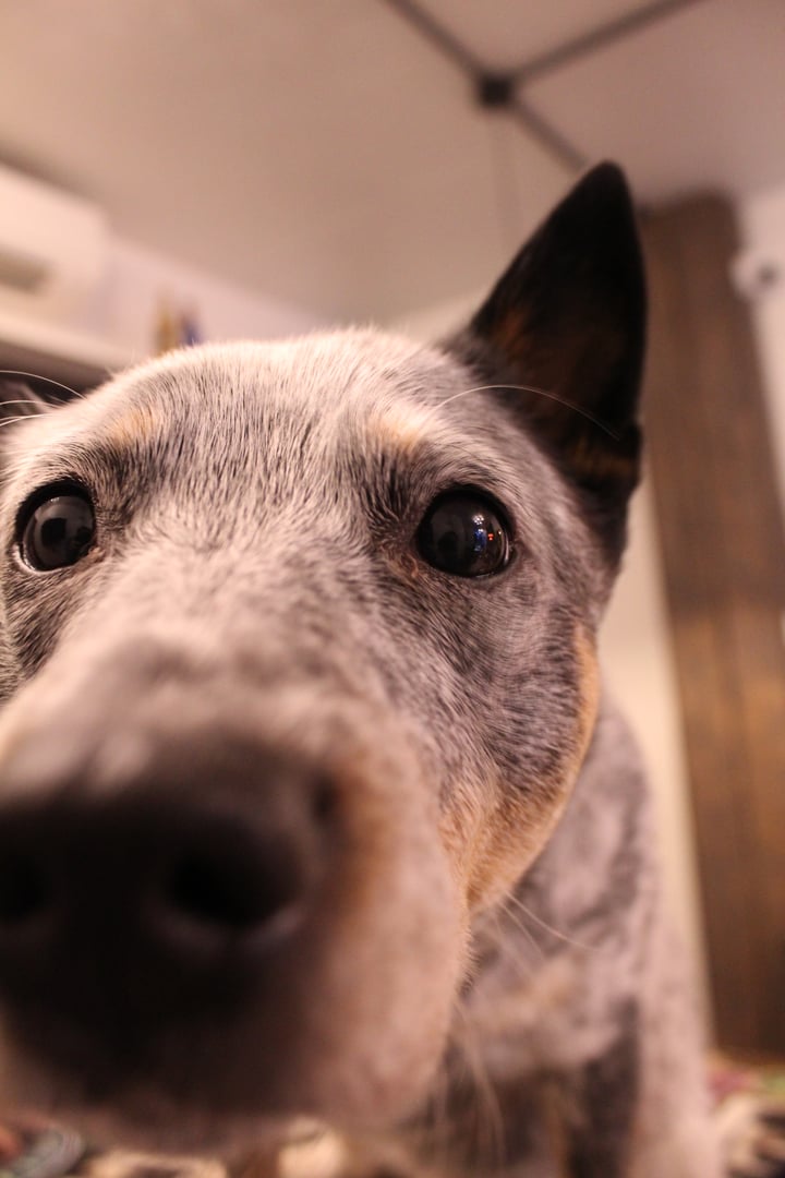 Bella's Bud Co Store