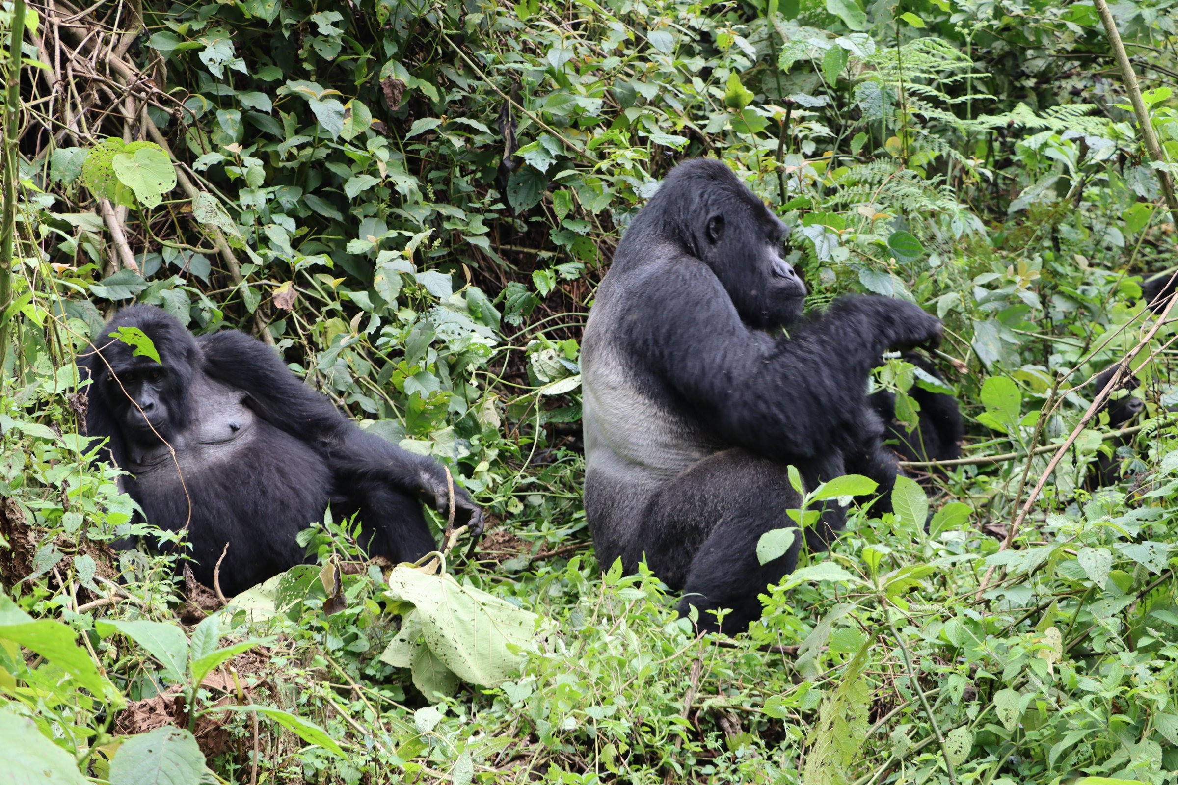 Mountain gorilla in Bwindi Forest