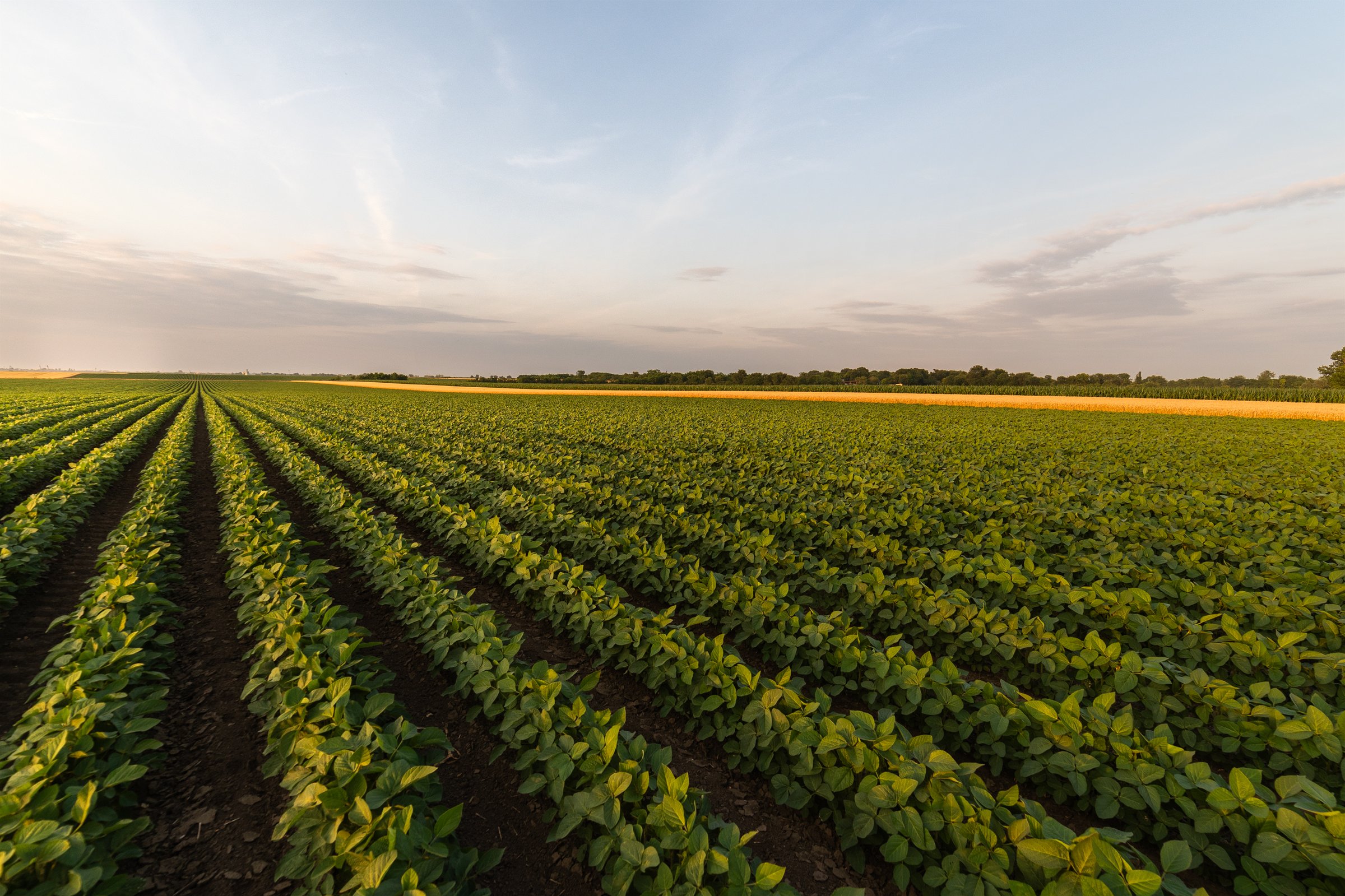 Soybean and wheat fields at summer season. Sunset day