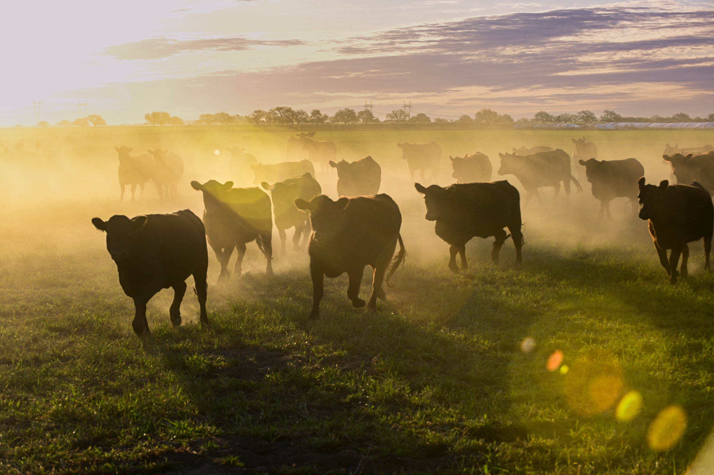 Cattle herd grazing in the field at sunset