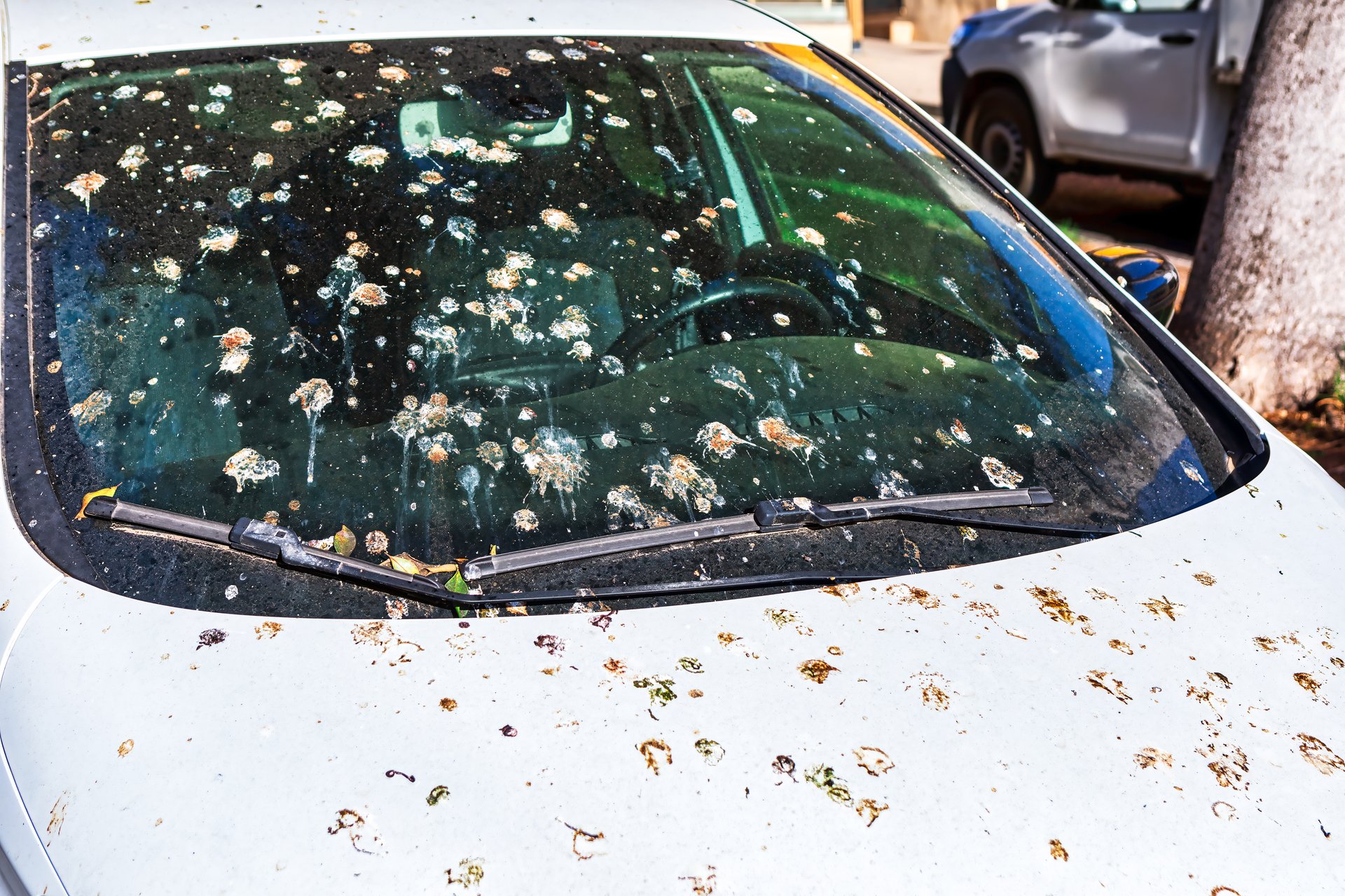 Auto contaminata da escrementi di piccione - Danni causati dai volatili