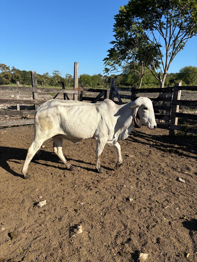 Penélope - vaca donadora Gyr hija de Jaguar TE Do Gaviao - genética de élite Brasil México
