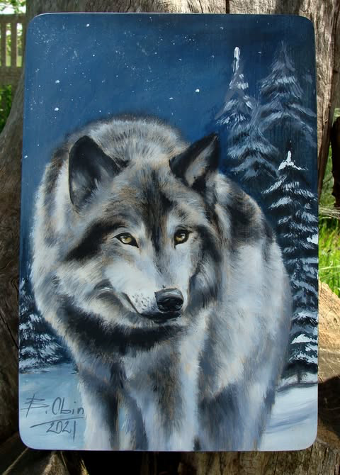 Wilk 6