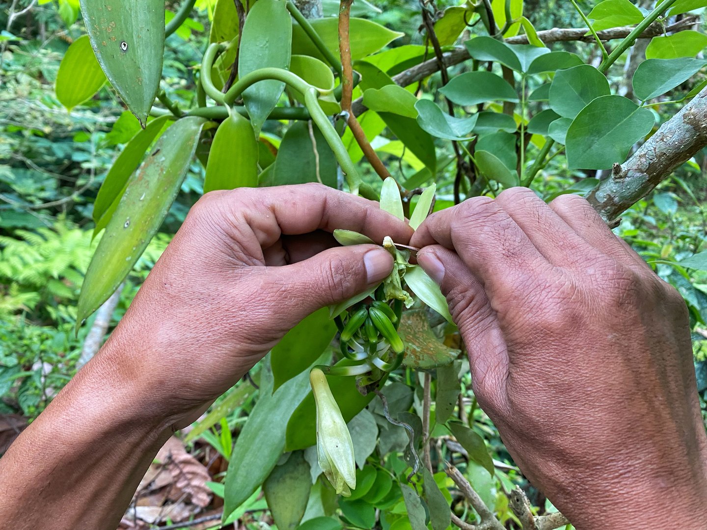 Manual pollination of vanilla flowers in bloom is done by farmers in the morning, and must be done one by one on the flowers that have already bloomed.