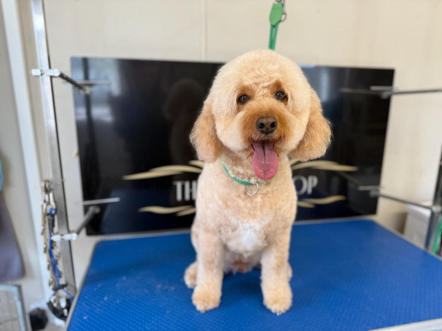 Groomed dog at The Dog Shop Ashbourne