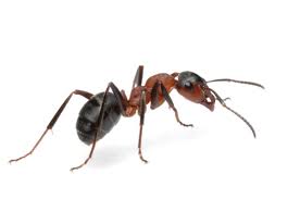 Pavement Ant identification guide