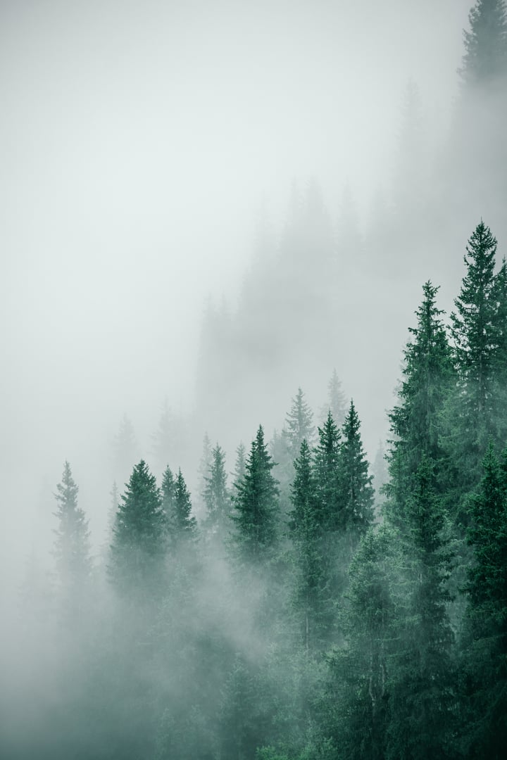 Misty forest