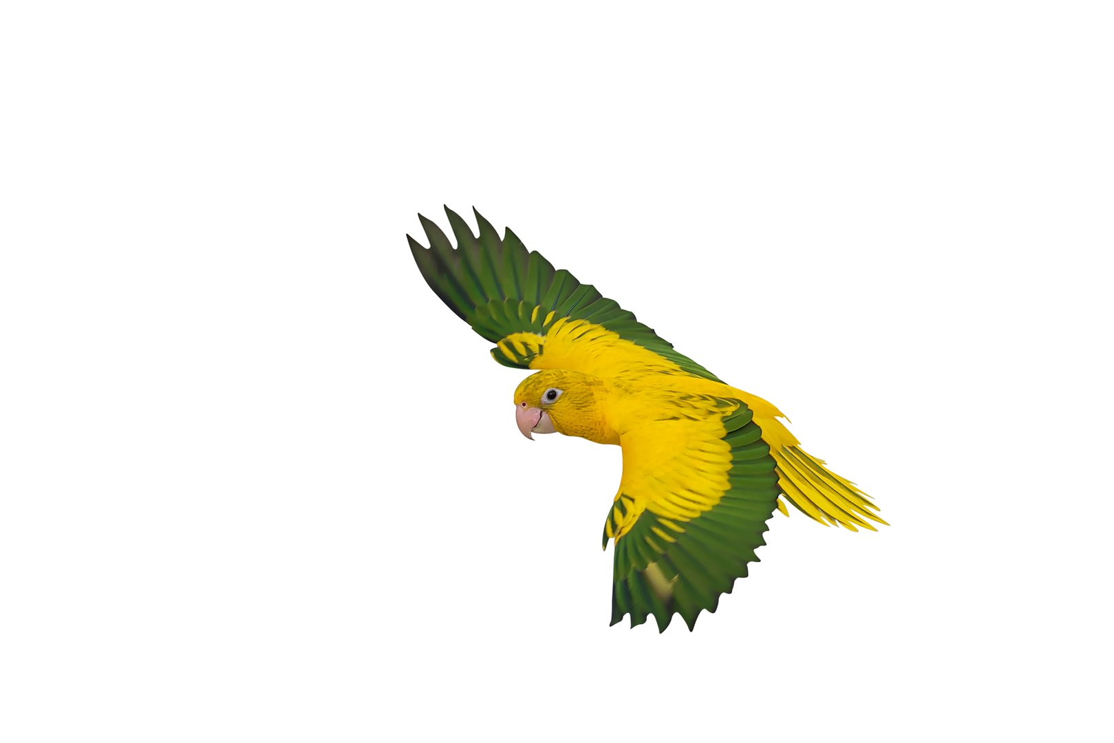 Colorful flying Golden Conure parrot isolated on white background with clipping path.