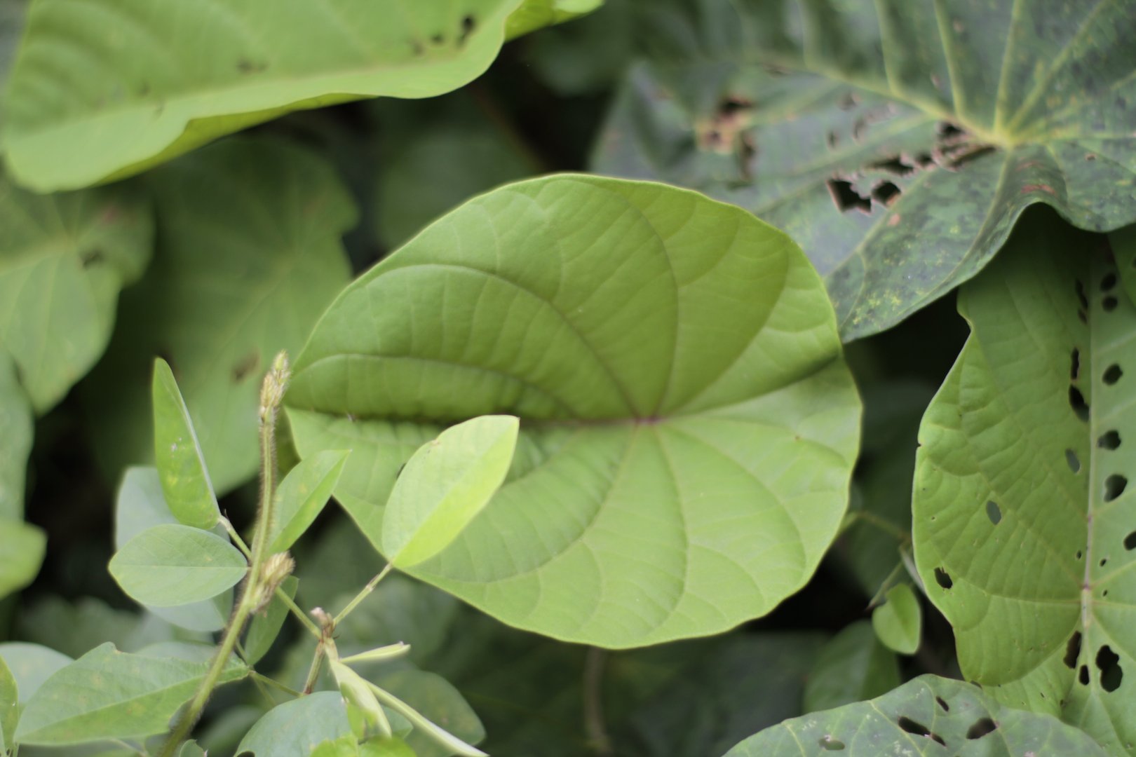 Infusión de kava lush plants in the forests of Borneo