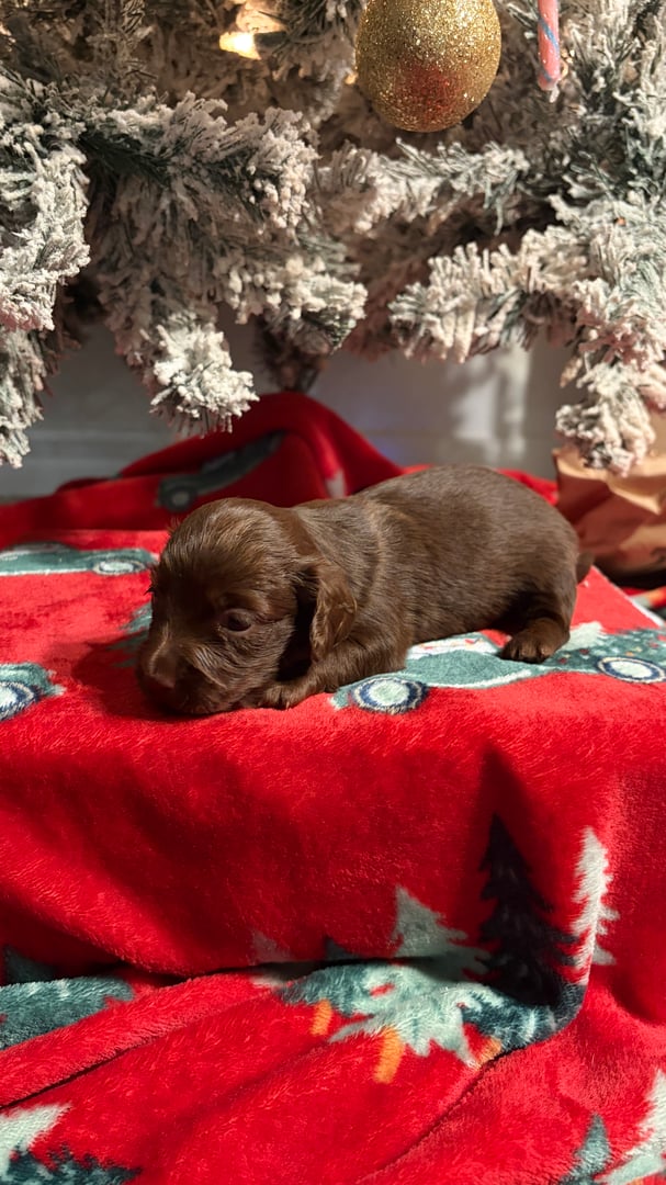 Dachshund puppy photo