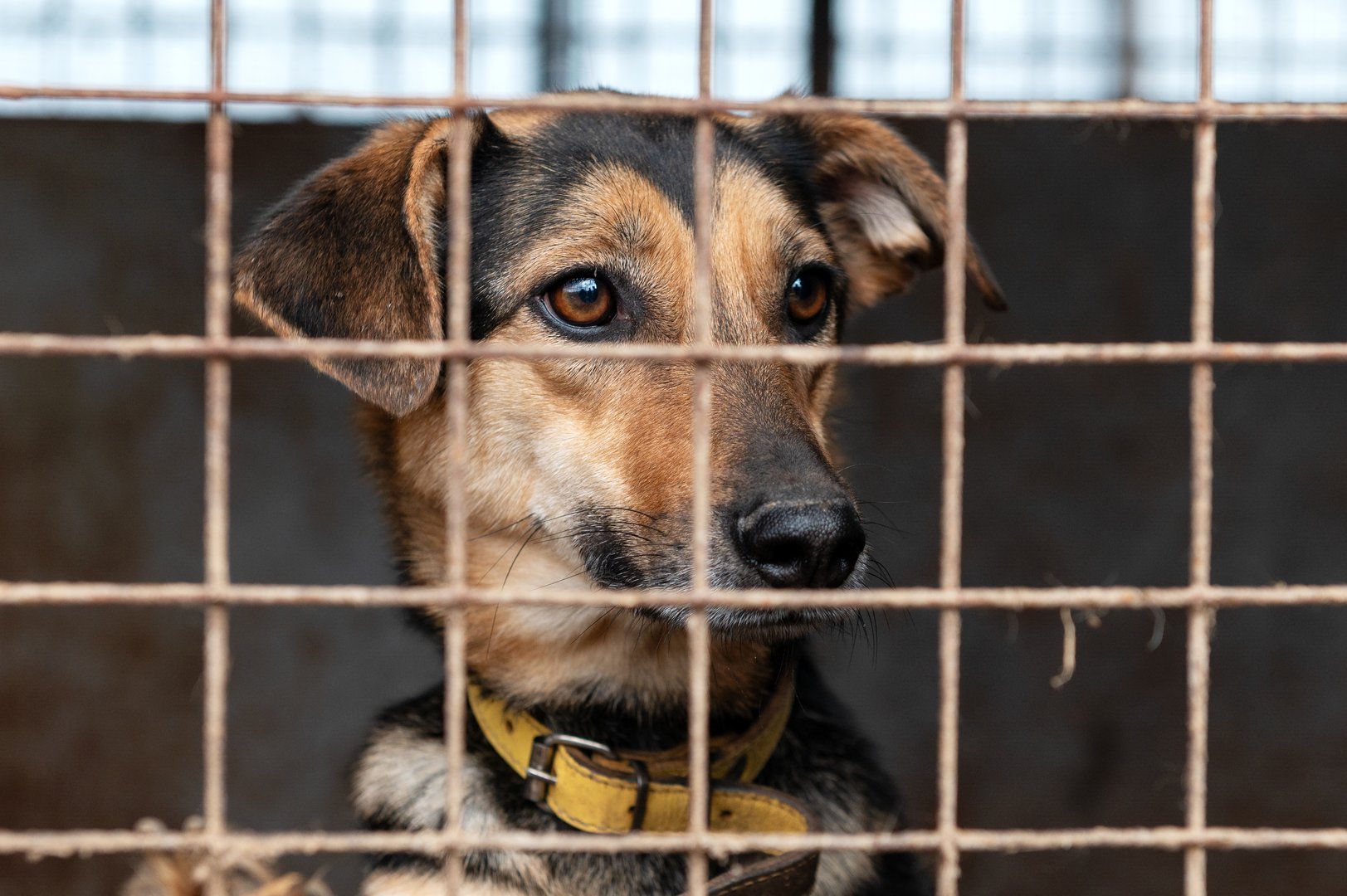 Stray dog in animal shelter waiting for adoption. Portrait of homeless dog in animal shelter cage.  Dog  behind the fences
