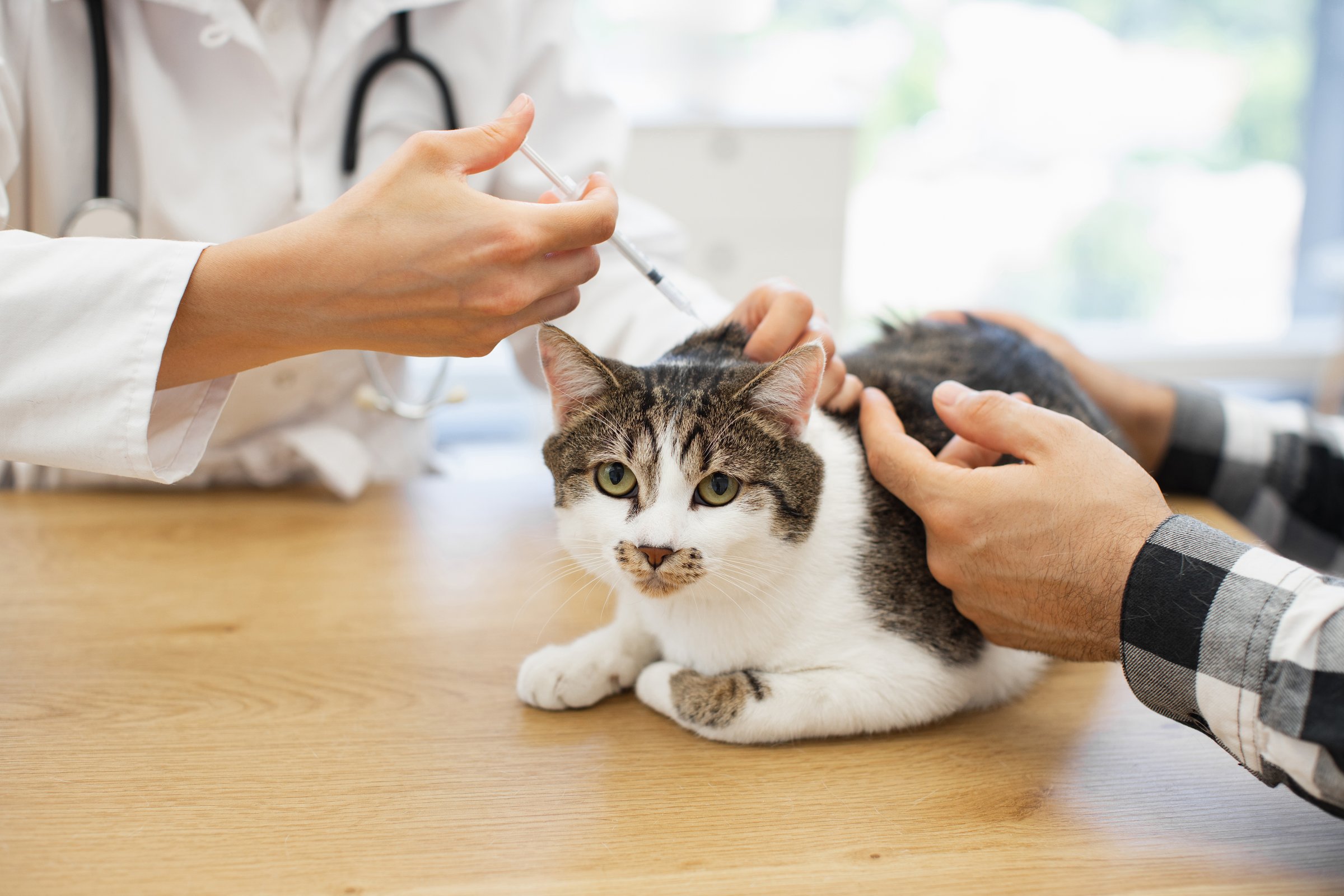 Veterinarian performing vaccination procedure on cat. Female veterinarian injecting cat with precision on table. Image focused on veterinary healthcare. Cat calm during treatment.