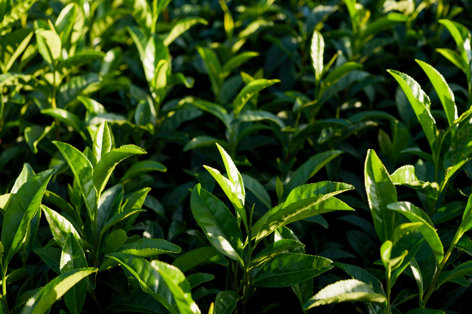 Matcha with highest concentration of L-theanine among teas