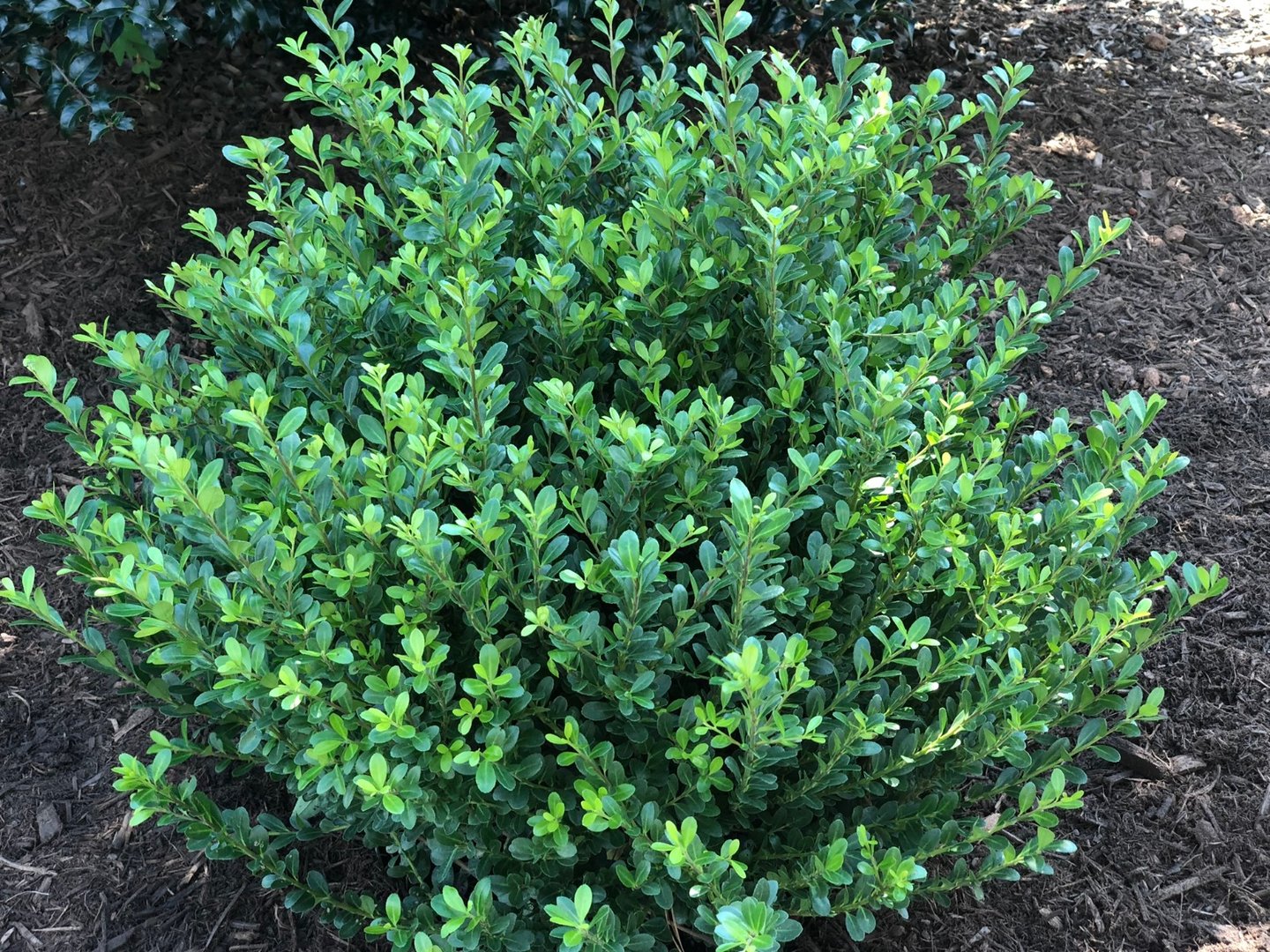 7 Gallon Plant 1