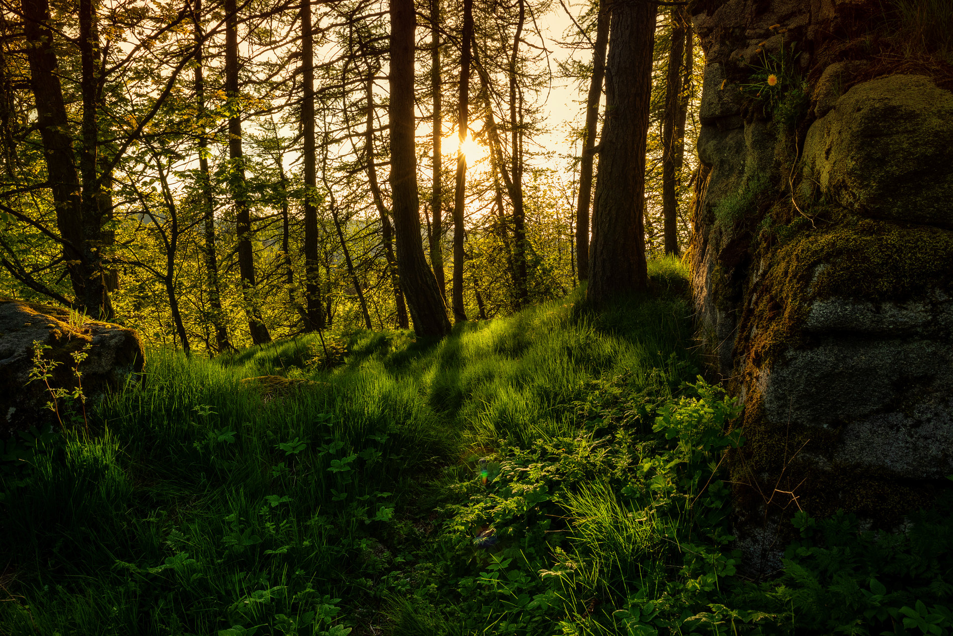Sunny meadow with lush green grass, rocks, and trees glowing in the warm sunset light. Peaceful natural landscape, perfect for nature themes and eco concepts.