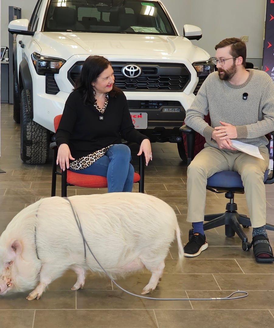 Media and corporate event with pigs