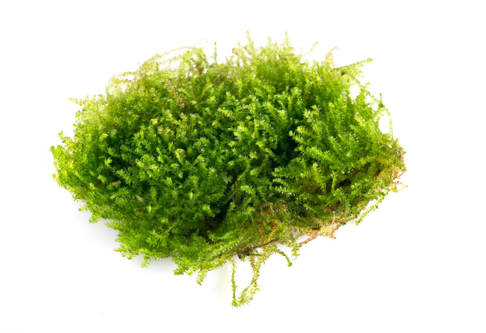 Vesicularia montagnei in front of white background