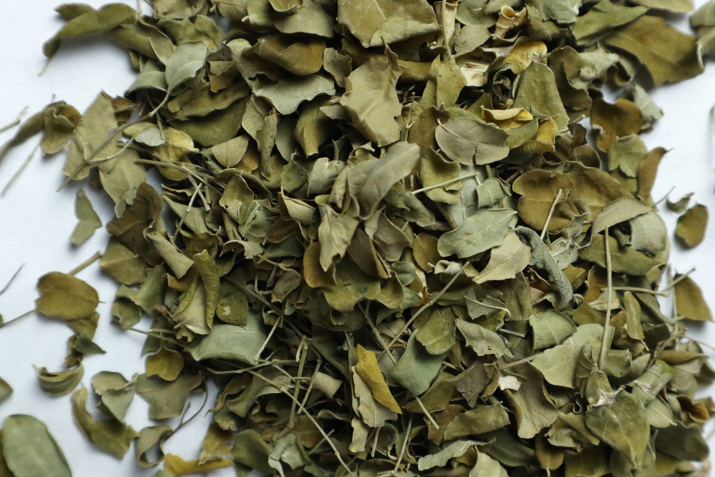 Close-up of the texture of dried Moringa leaves