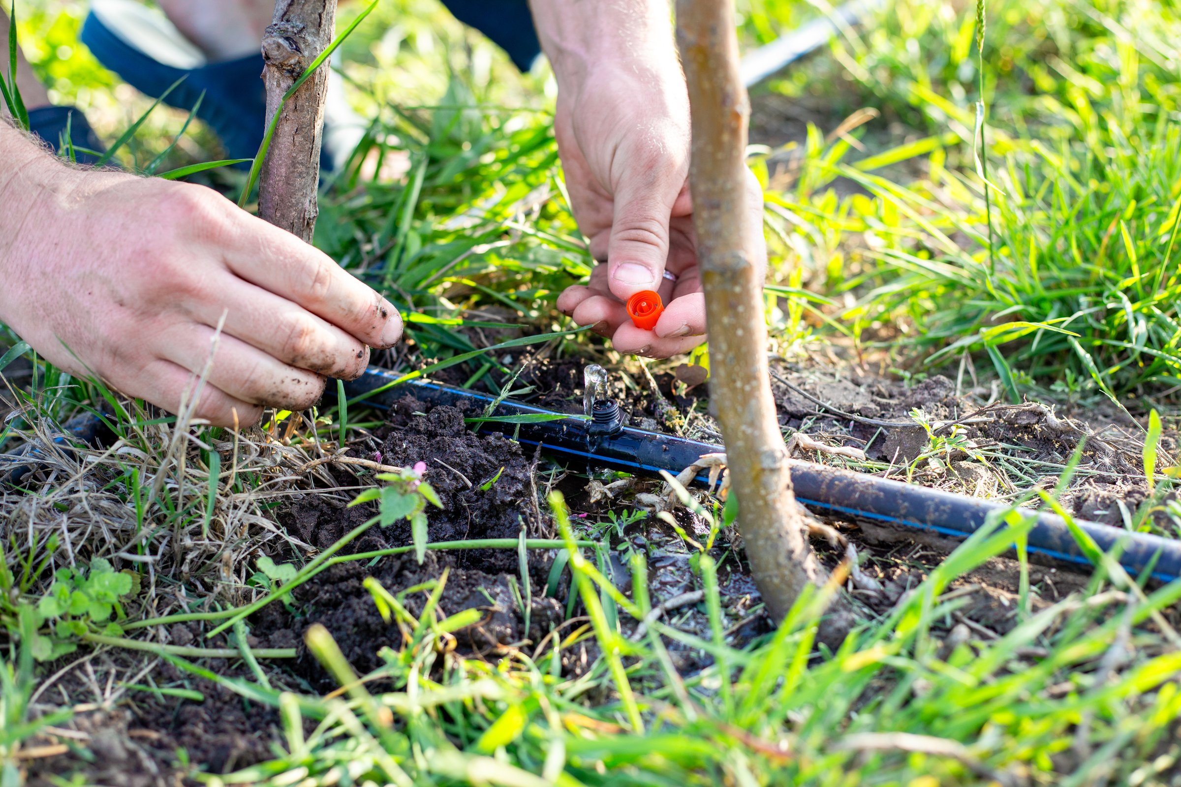 A man installs a drip irrigation system in a garden, adjusting drip nozzles on a HDPE pipe with a dripping stream of water.