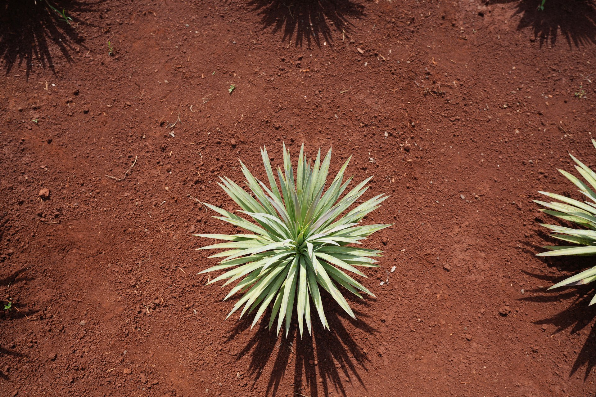 Agave Bractesao cactus top view