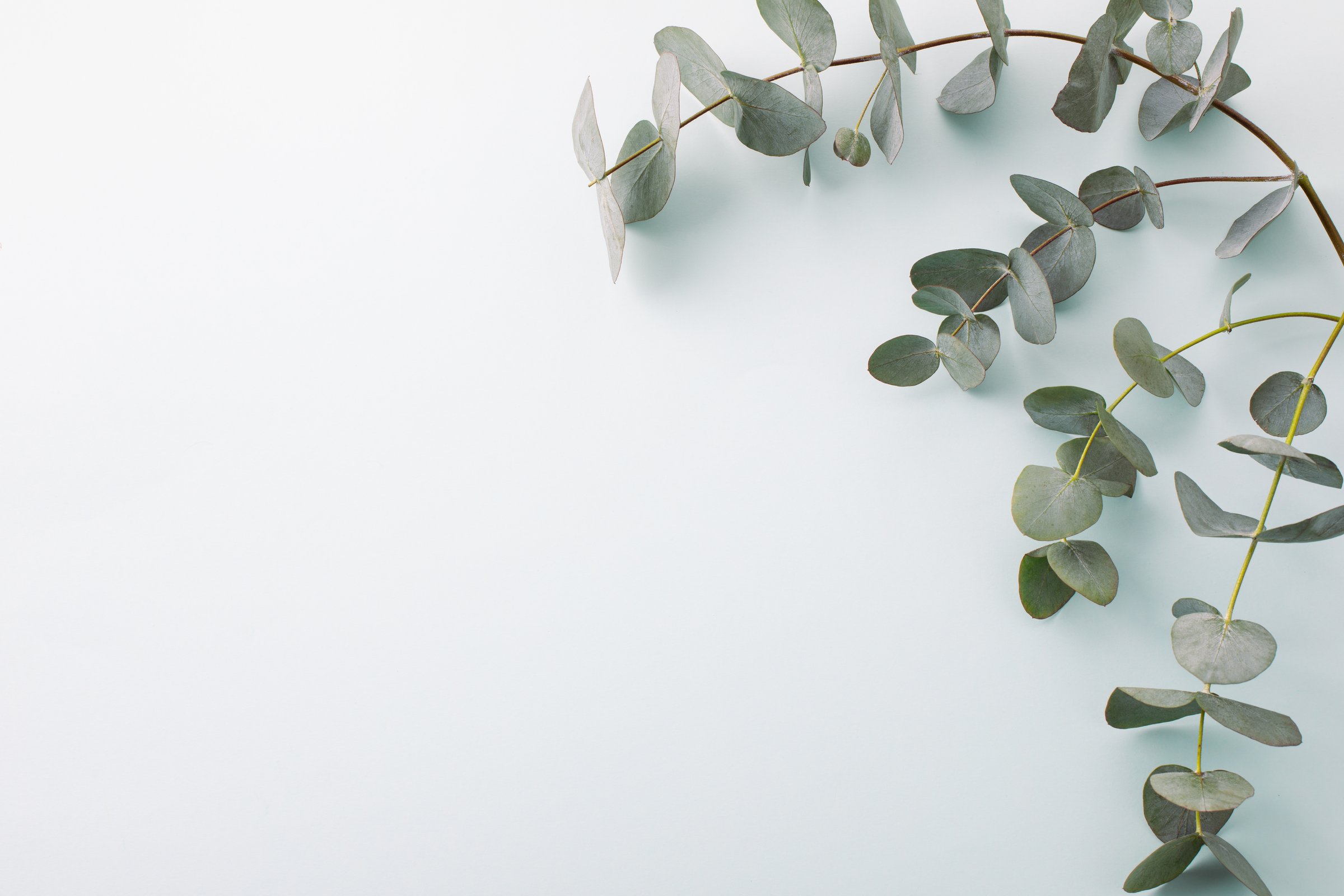 Green branches of eucalyptus on a blue background top view. Minimalistic floral template for your design.