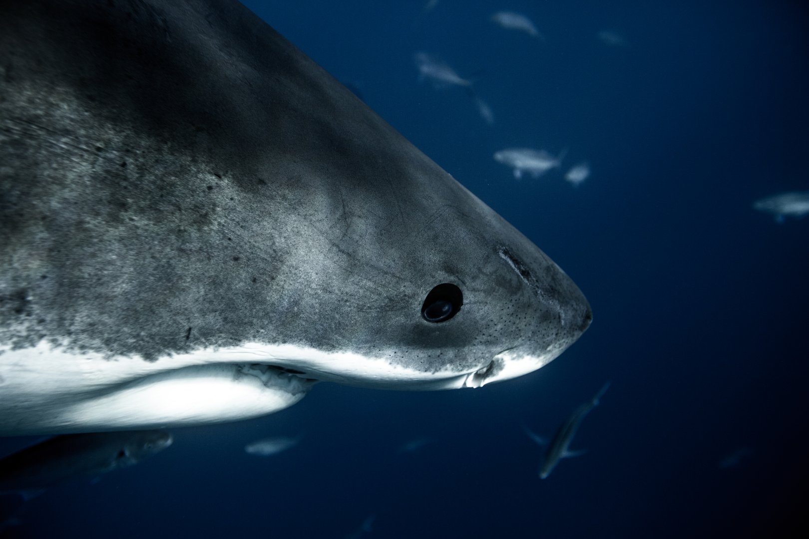 Great white photographed swimming the blue ocean waters of South Australia