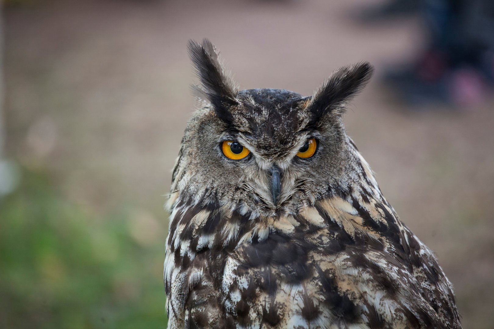 Owl looking in camera