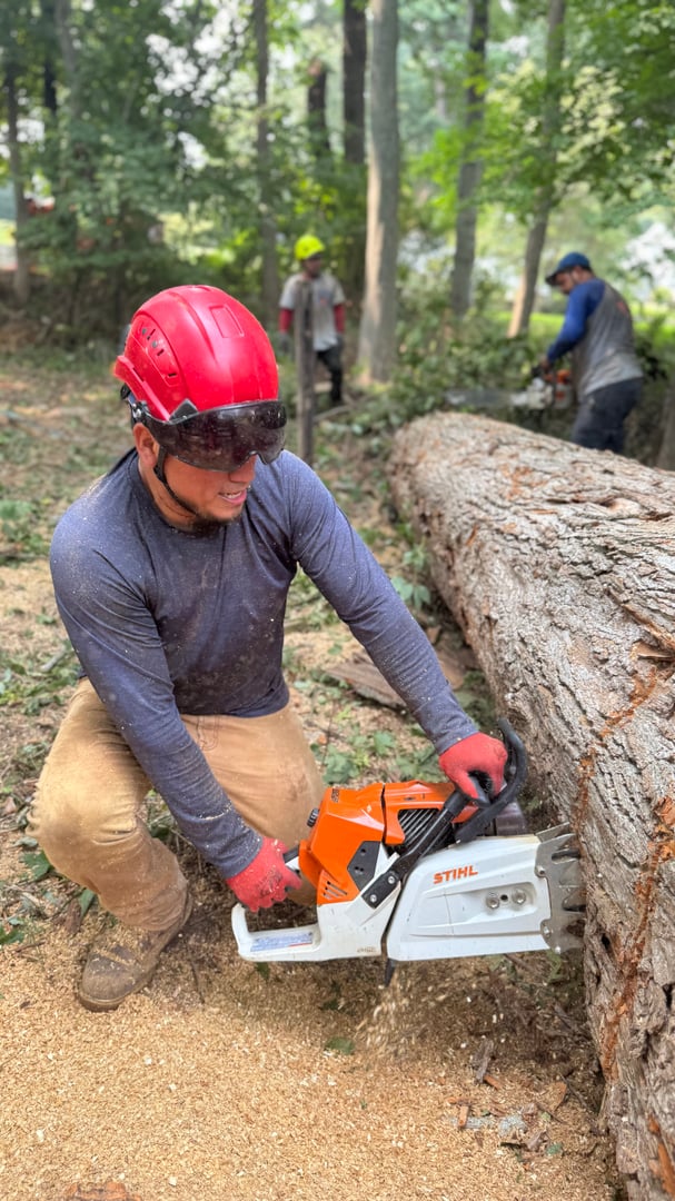 GRS Tree Service work