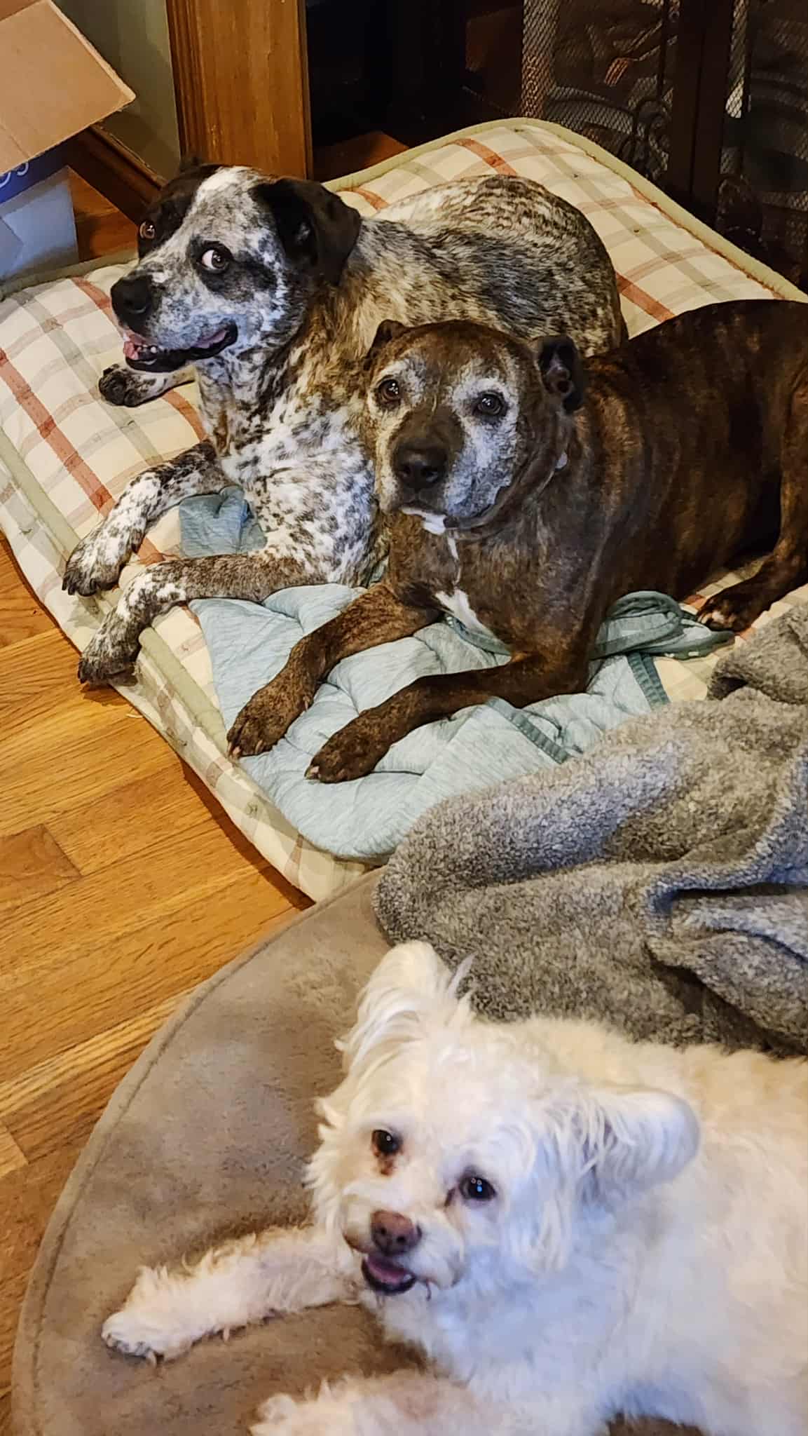 Happy dog relaxing in our home