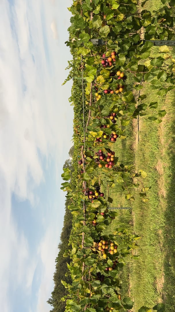 Fresh Muscadine grapes