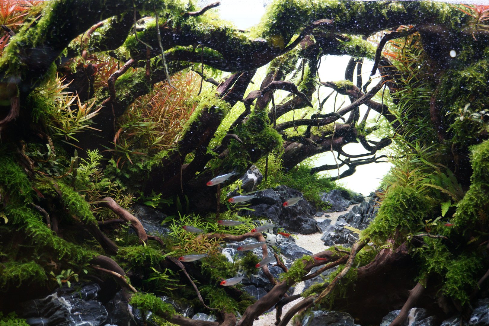 Professional Planted Aquarium Installation - Close-up of Luxury Freshwater Fish Tank Design