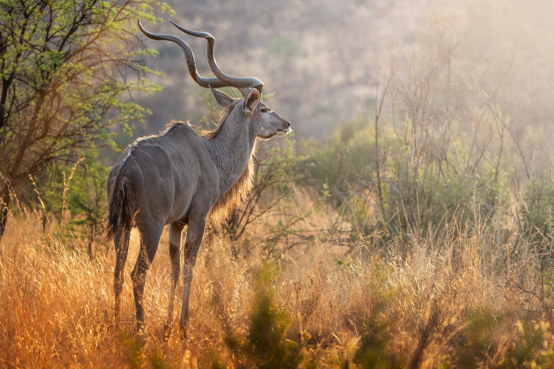 Koedoe antelope sunset
