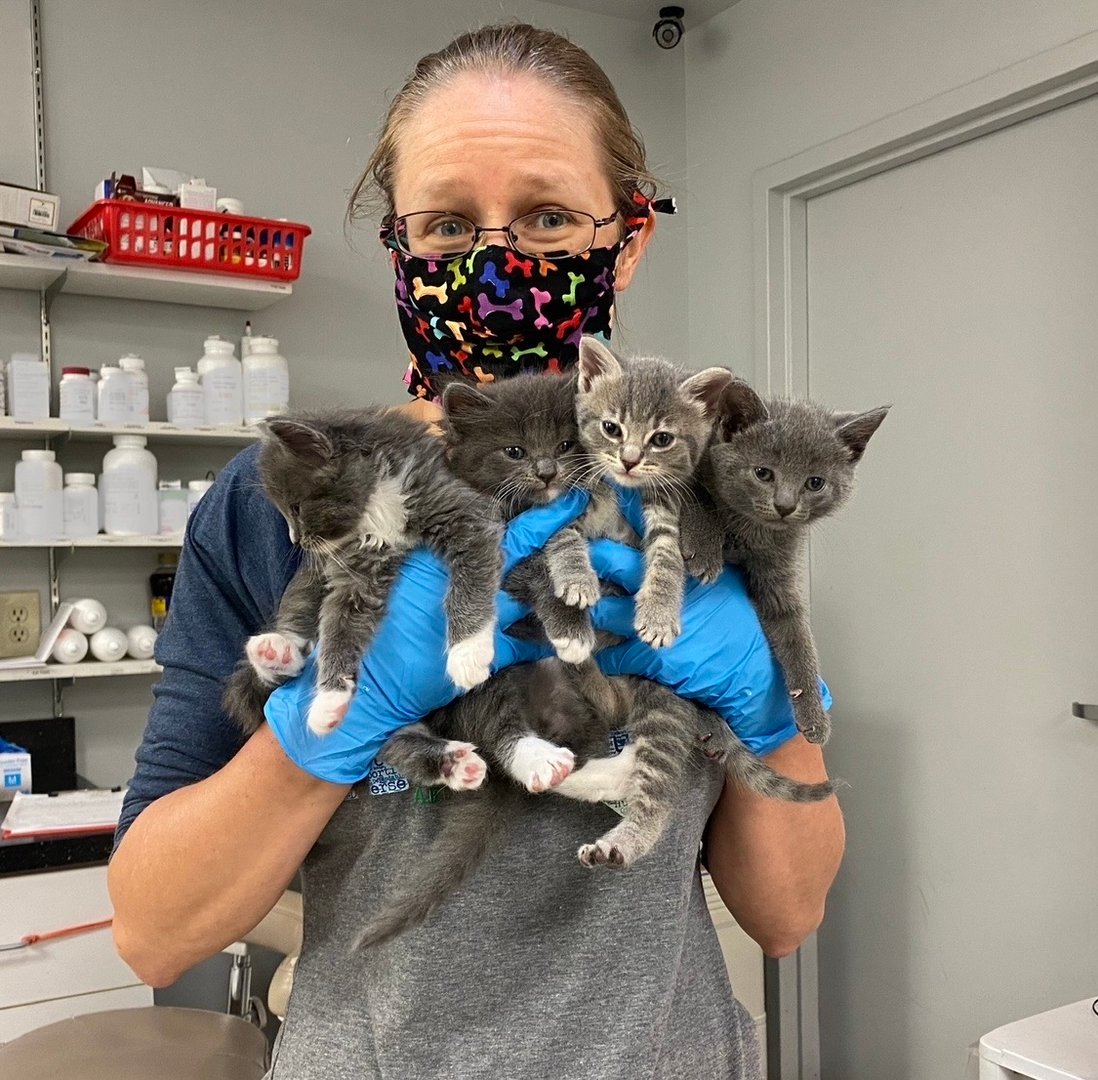 Person wearing a mask and gloves holds five grey and white kittens in a veterinary clinic.