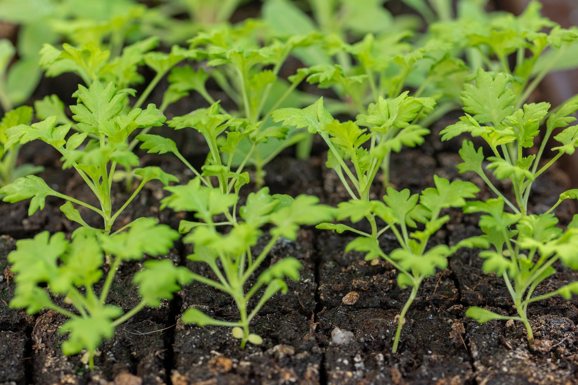 Seedlings in soil blocks