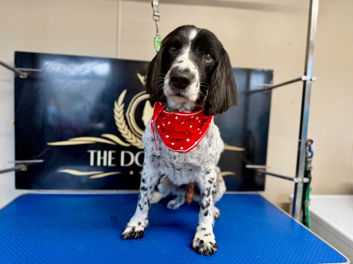 Groomed dog at The Dog Shop Ashbourne