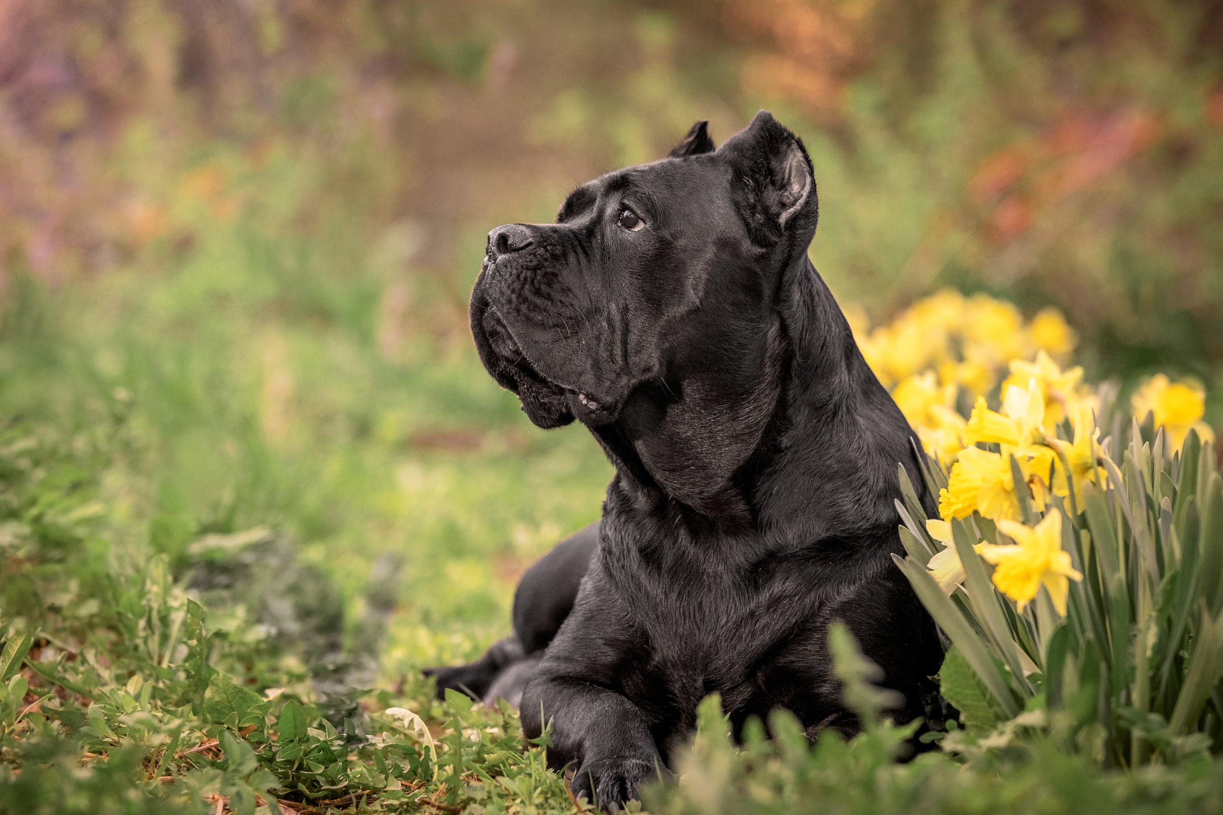 A large black dog of the Cane Corso breed poses among flowers and greenery. High quality photo