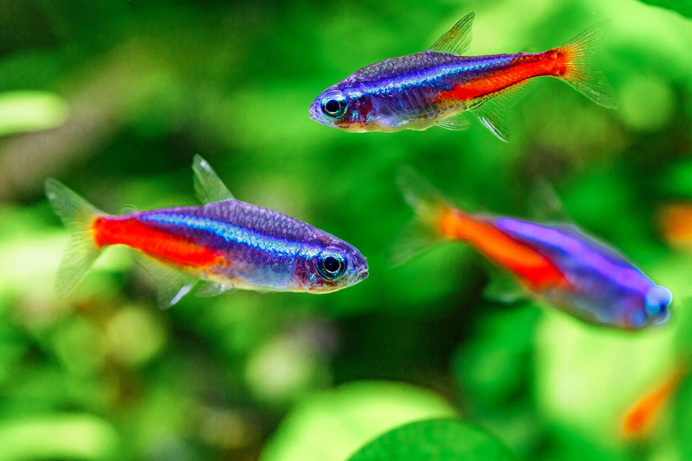 A green beautiful planted tropical freshwater aquarium with fishes and shrimps.Plants and neon tetra fish in freshwater aquarium.
