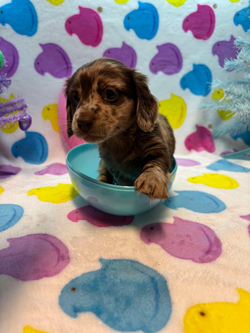 Small brown puppy in a blue bowl, surrounded by a colorful pattern of birds and trees on a blanket.