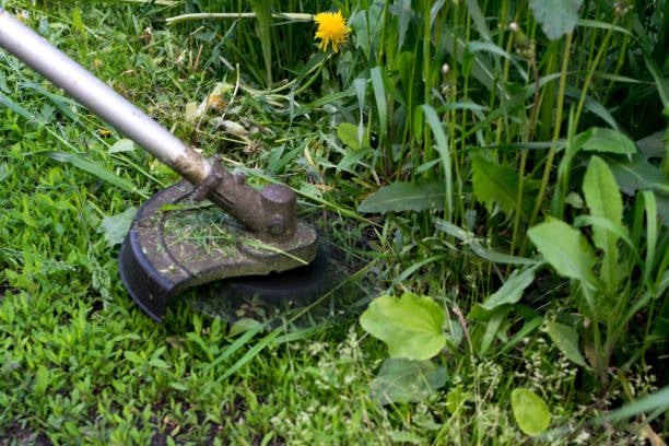 Professional weed whacking and trimming service for precise lawn edging