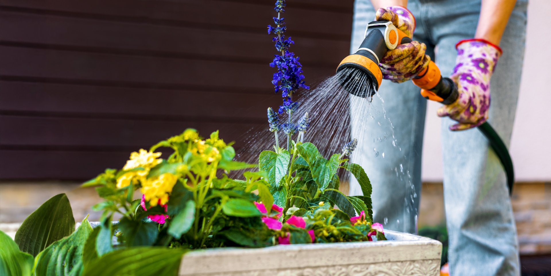 garden watering. woman spraying the water on colorful flowers from hose spray gun