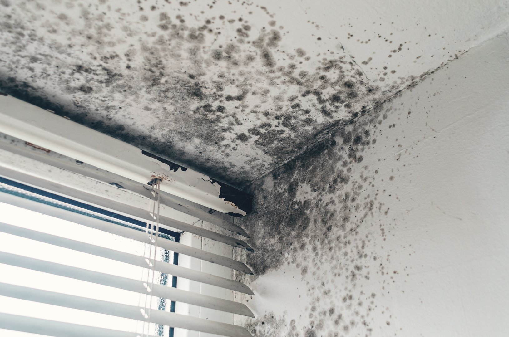 Hazardous mold on damp walls near damaged window blinds