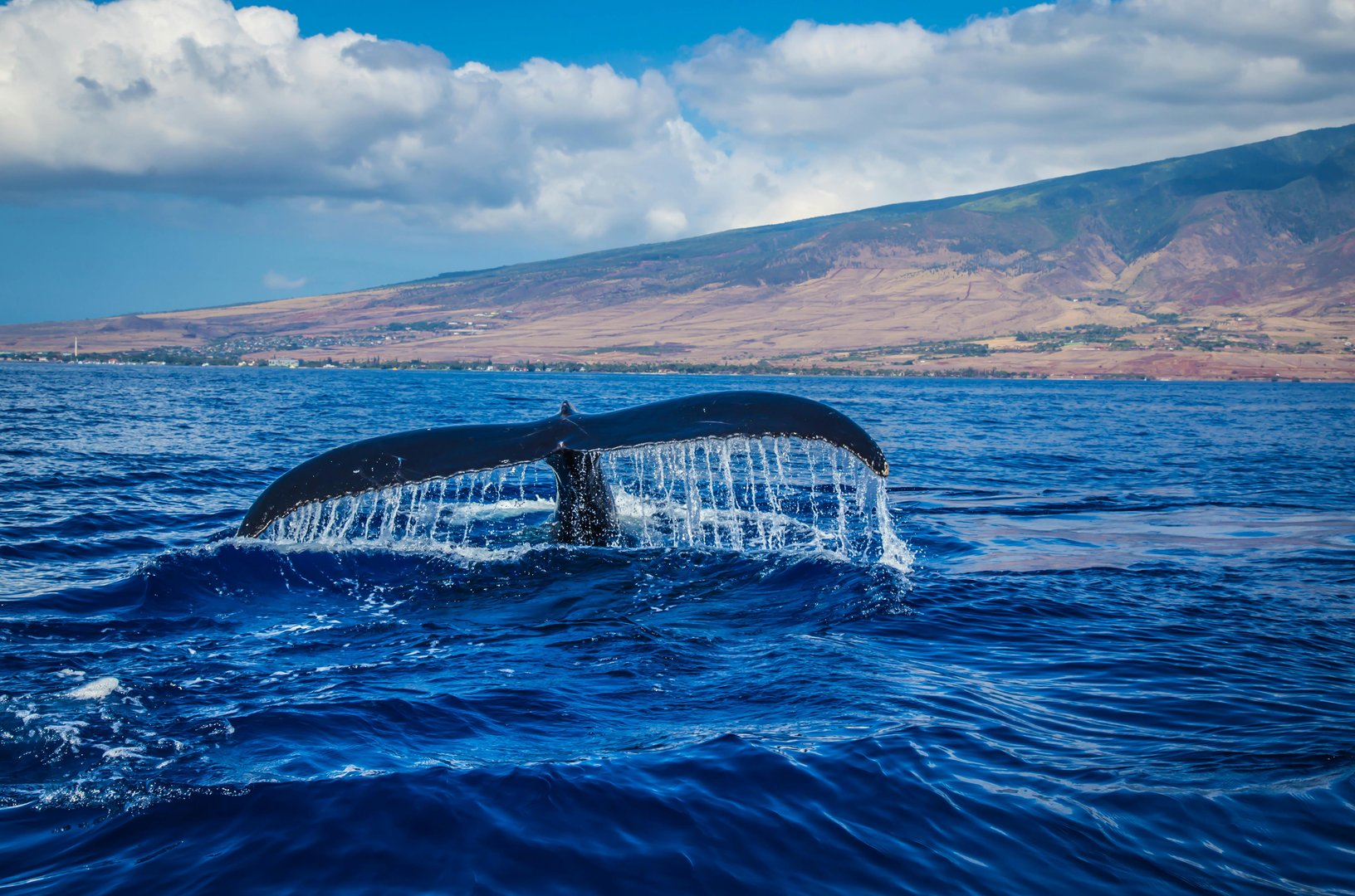HAwaii Whale watching