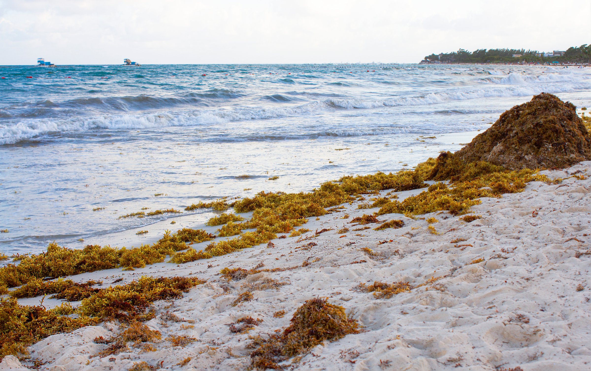 Equipo de trabajadores recolectando sargazo en la playa de Playa del Carmen