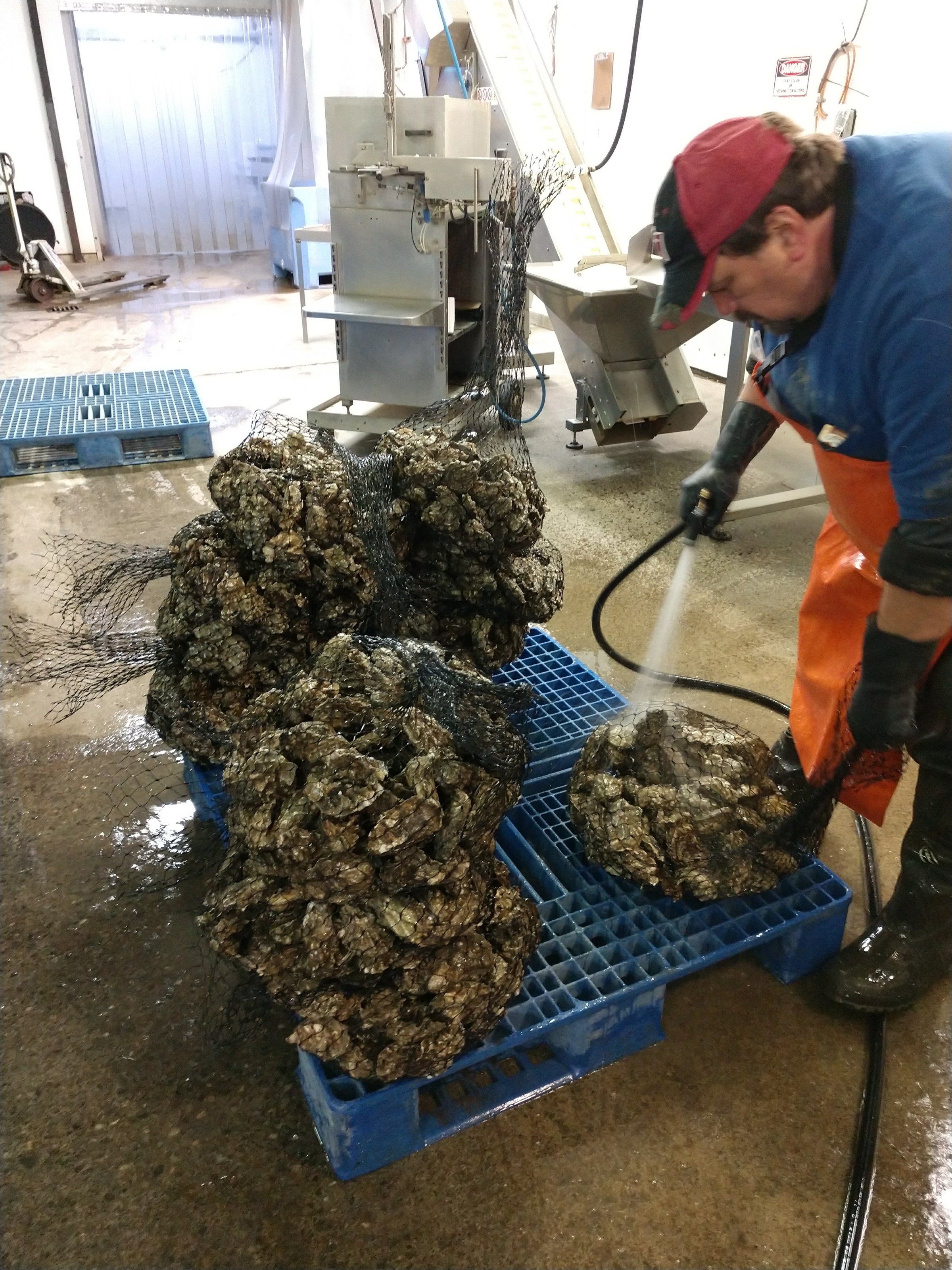Little Skookum Shellfish operations