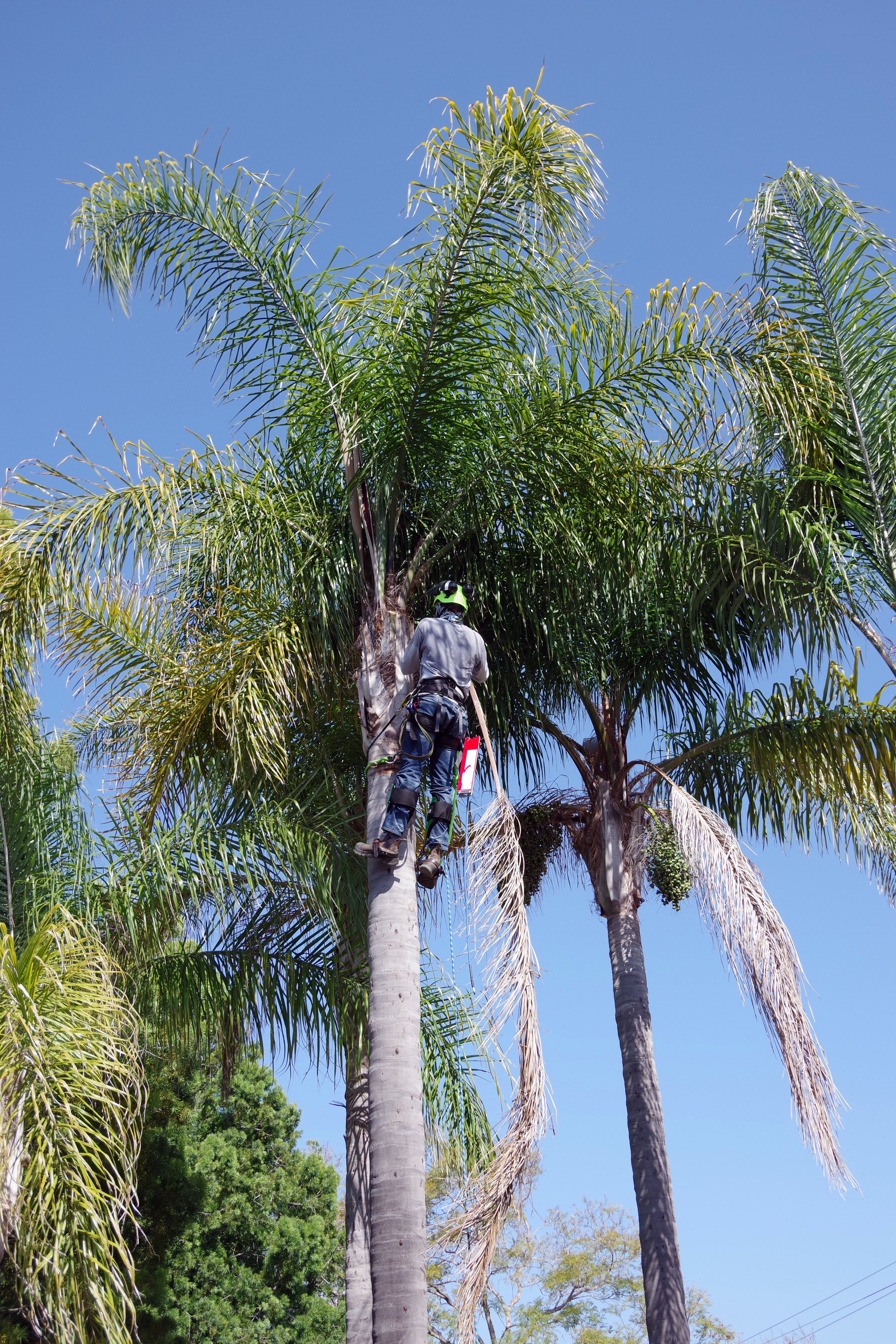 Tree trimmer high up in a palm tree removing old fronds